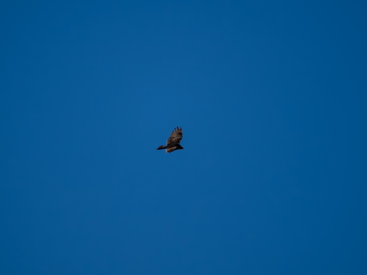 Turkey Vulture - ML622183009