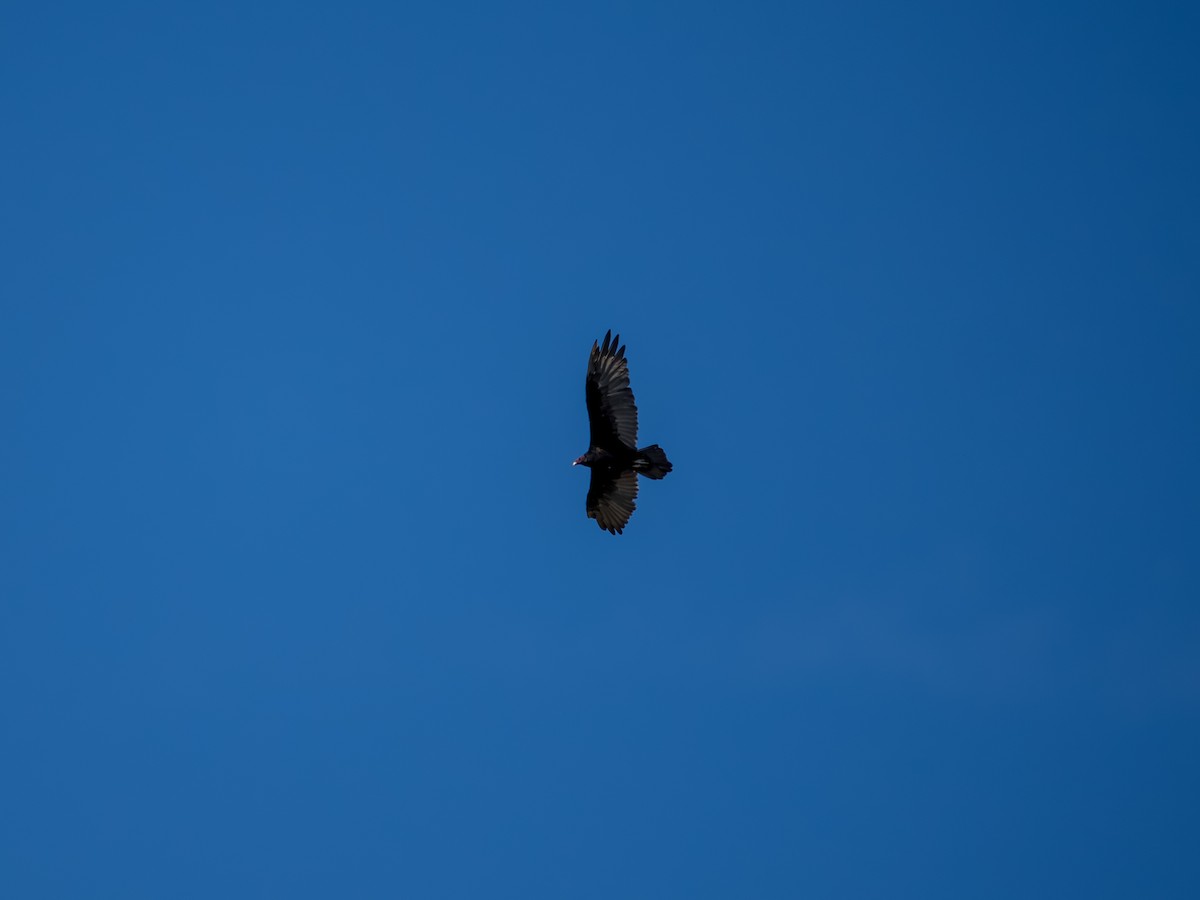 Turkey Vulture - ML622183010