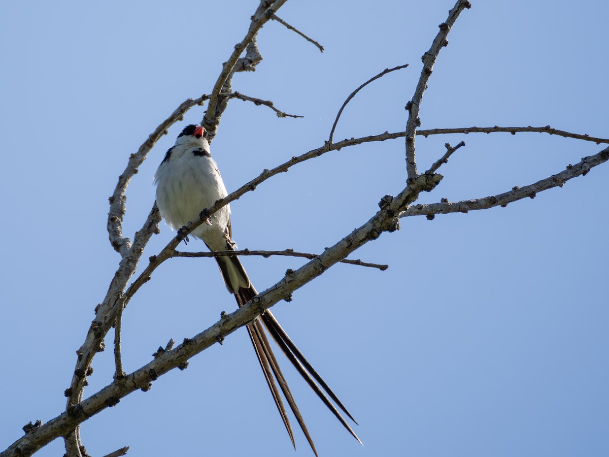 Pin-tailed Whydah - ML622183015