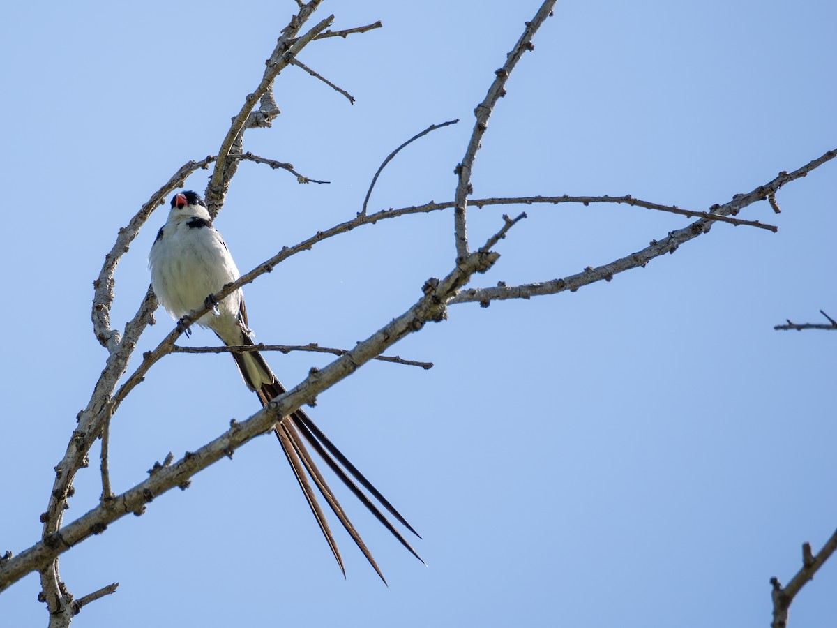 Pin-tailed Whydah - ML622183016