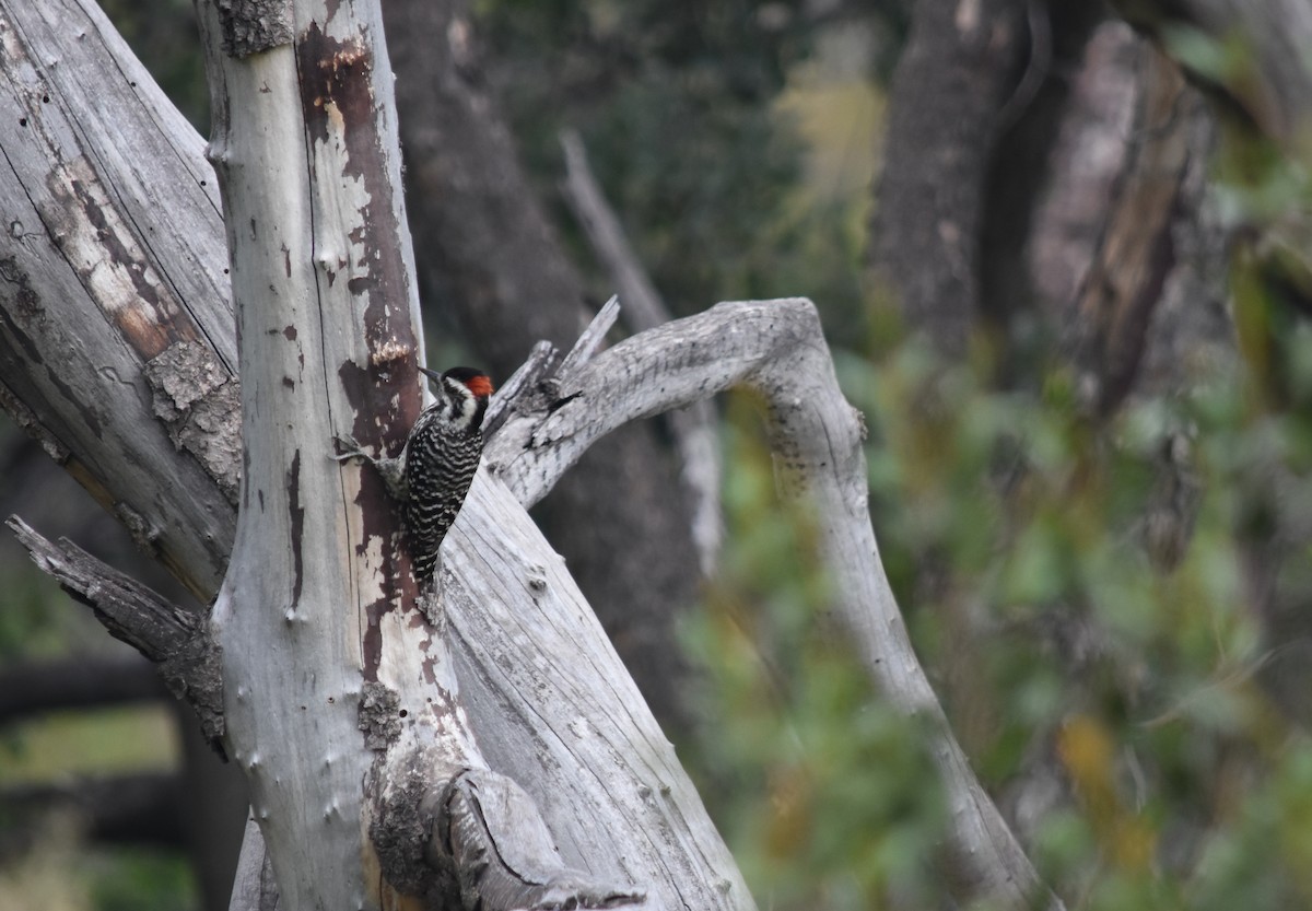 Striped Woodpecker - ML622183055