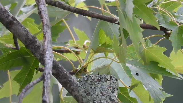 Yakut Boğazlı Kolibri - ML622183064