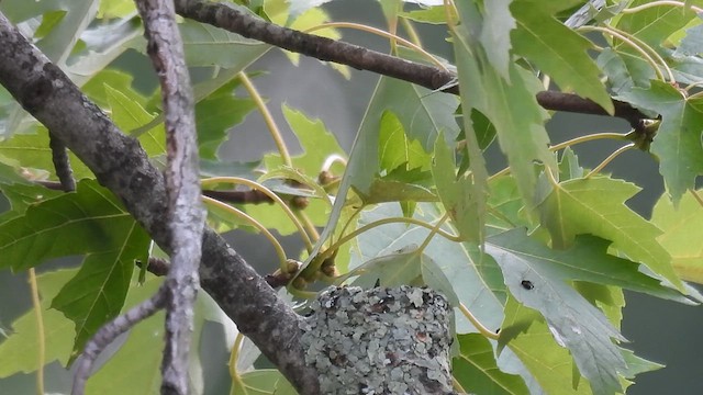 Ruby-throated Hummingbird - ML622183064