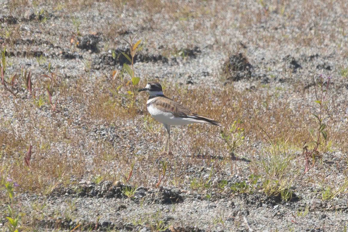 Killdeer - ML622183106