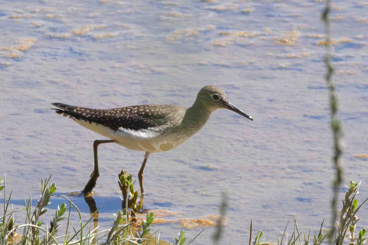 Solitary Sandpiper - ML622183125