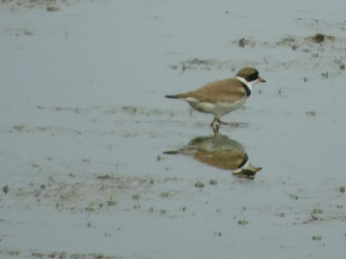 Semipalmated Plover - ML622183126