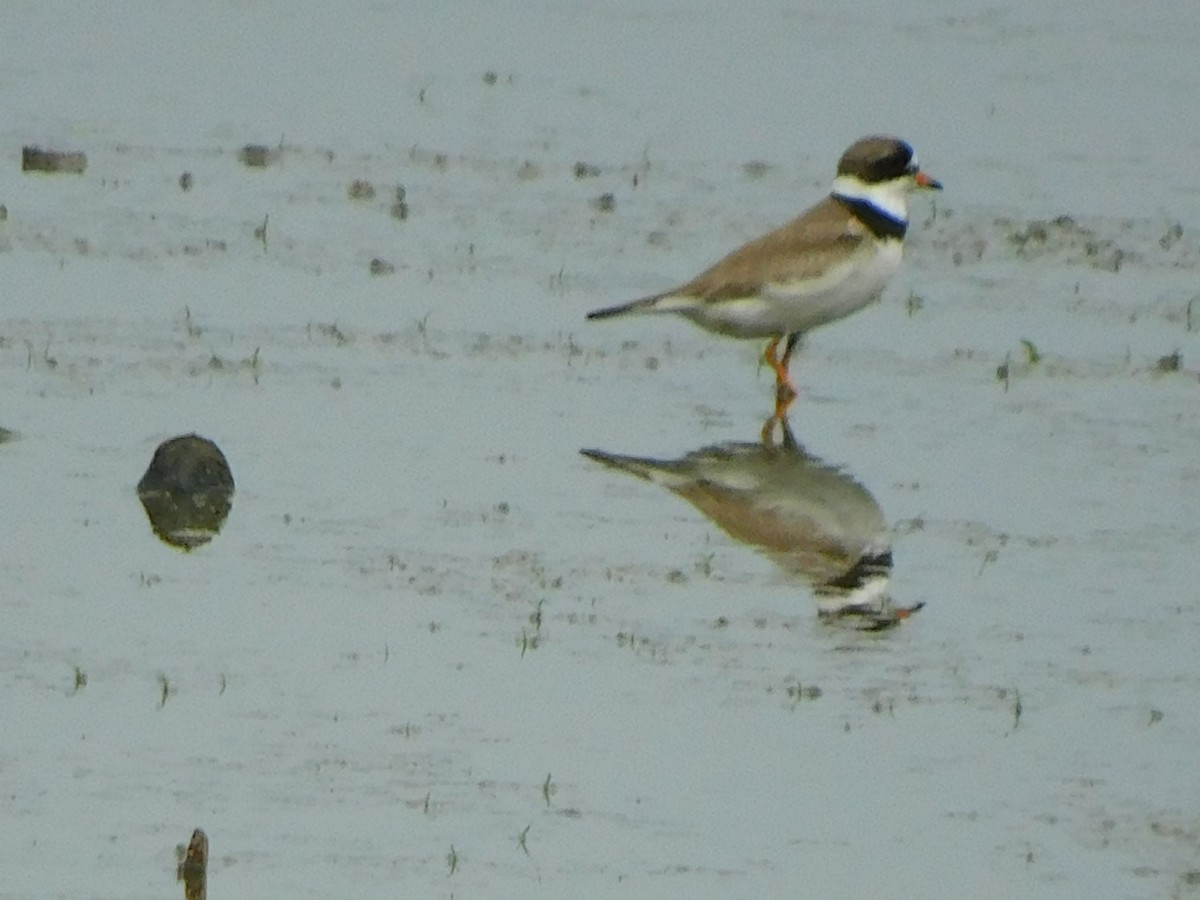 Semipalmated Plover - ML622183127