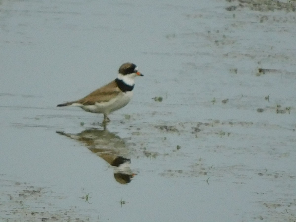 Semipalmated Plover - ML622183128