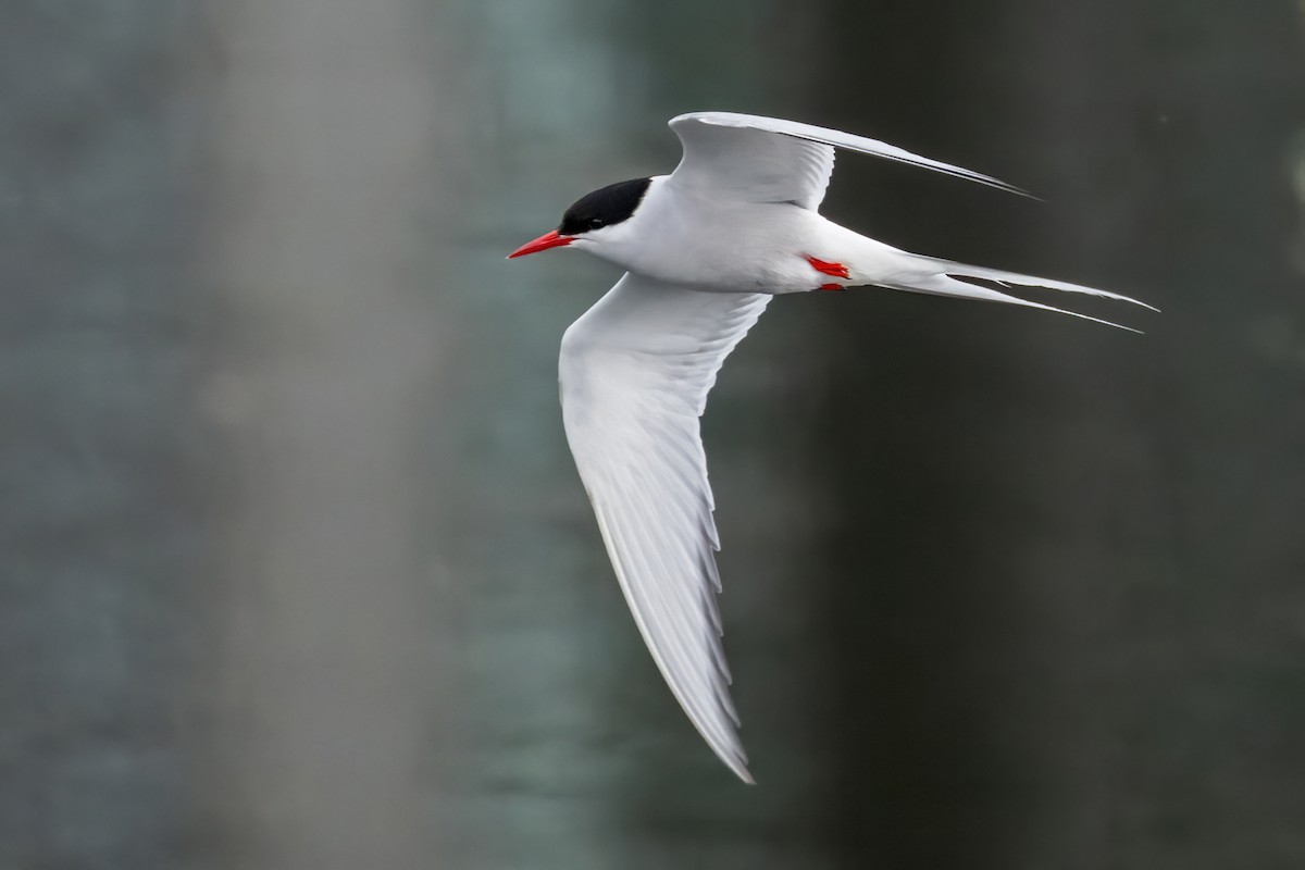 Arctic Tern - ML622183129