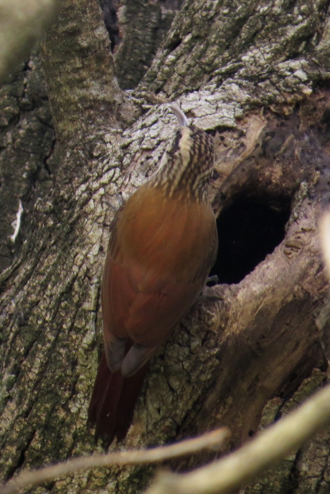 Narrow-billed Woodcreeper - ML622183130