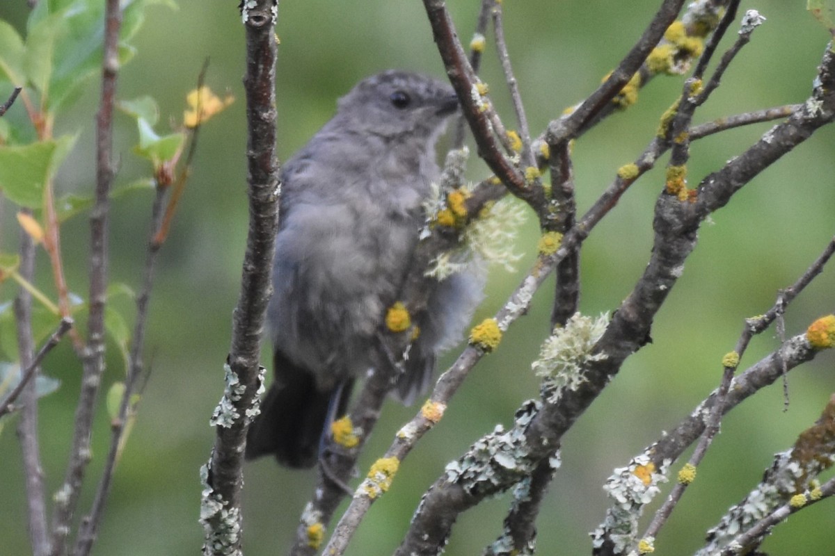 Gray Catbird - ML622183131