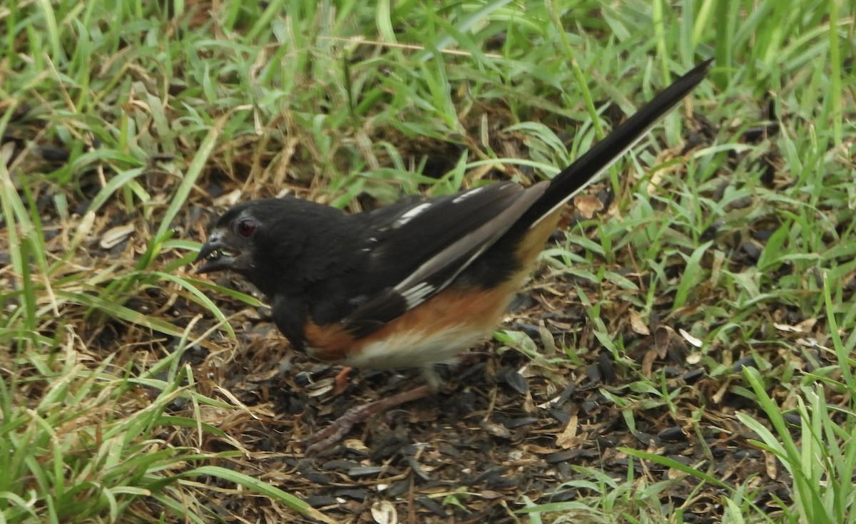 Eastern Towhee - ML622183132