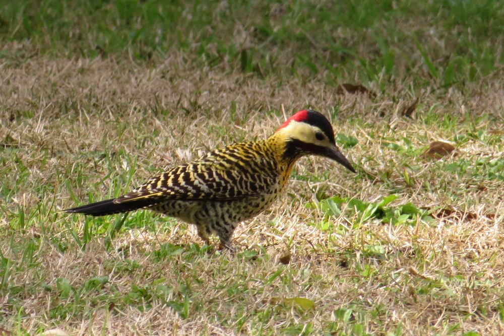 Green-barred Woodpecker - Martin Arregui