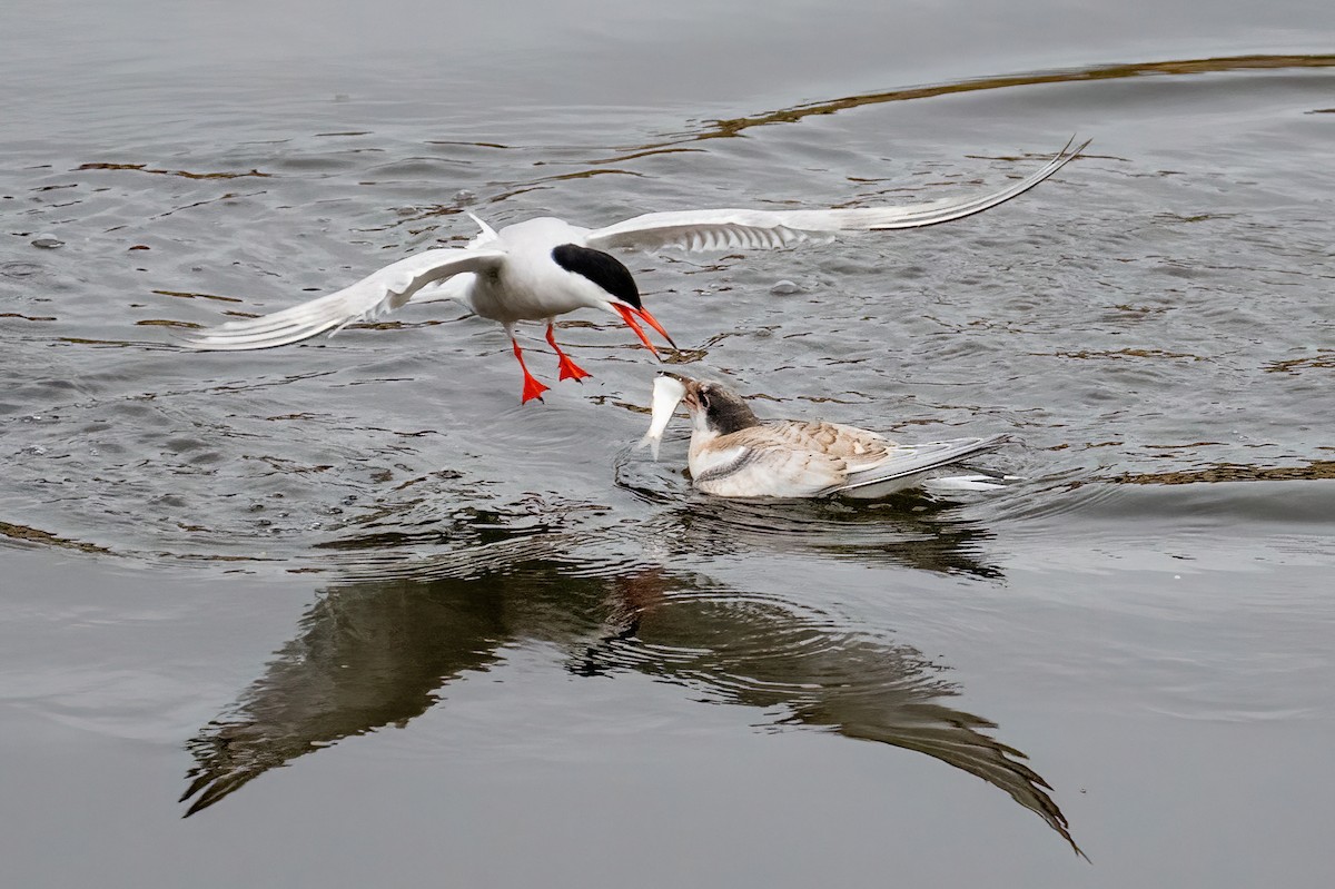 Common Tern - James Hoagland