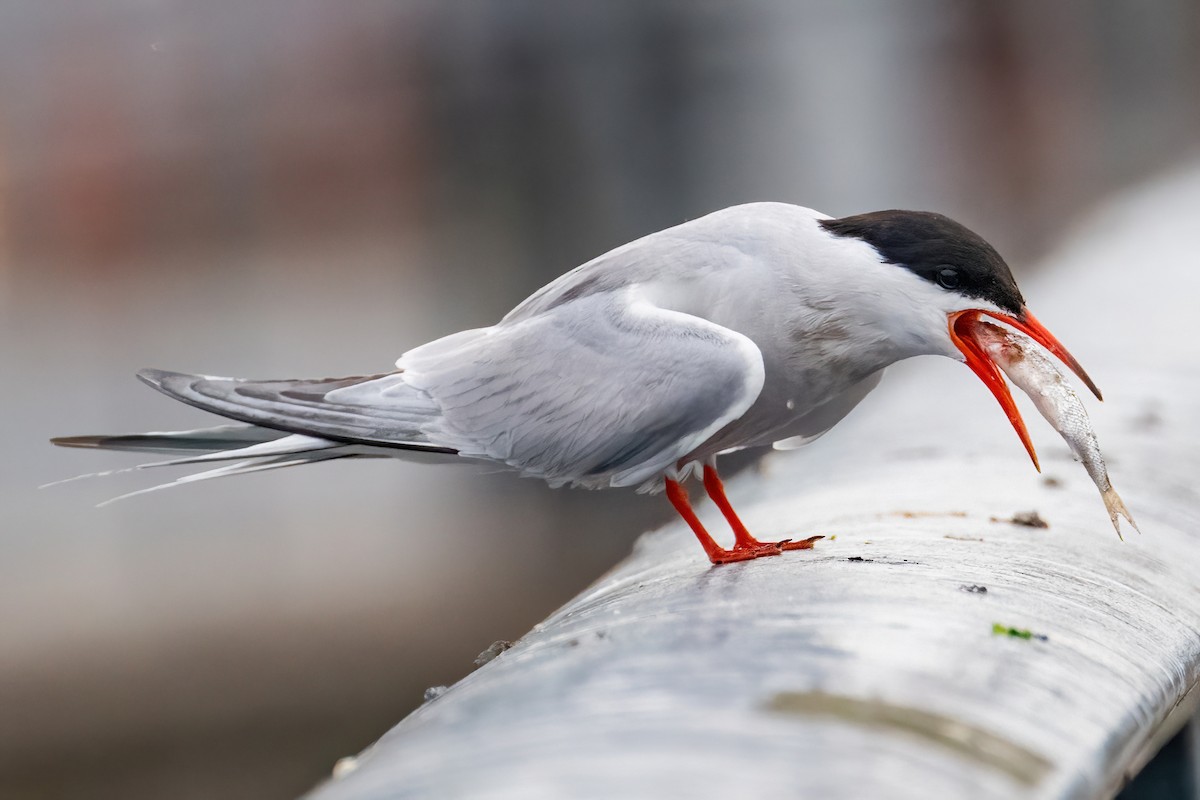 Common Tern - James Hoagland