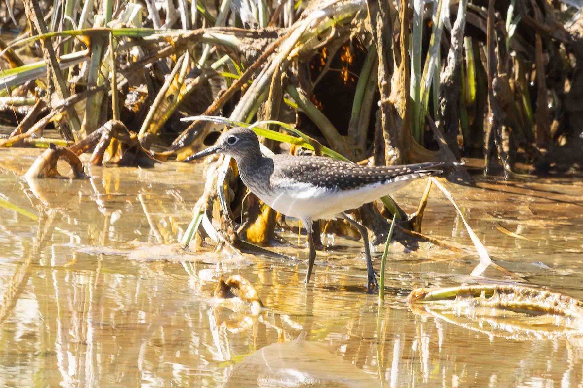 Solitary Sandpiper - ML622183137