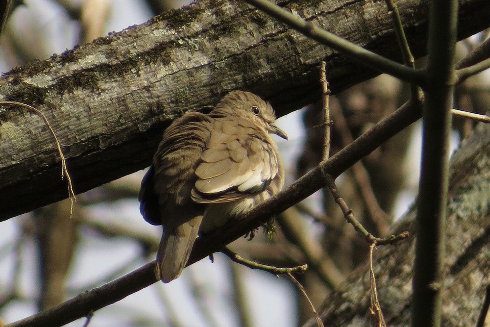 Picui Ground Dove - ML622183138