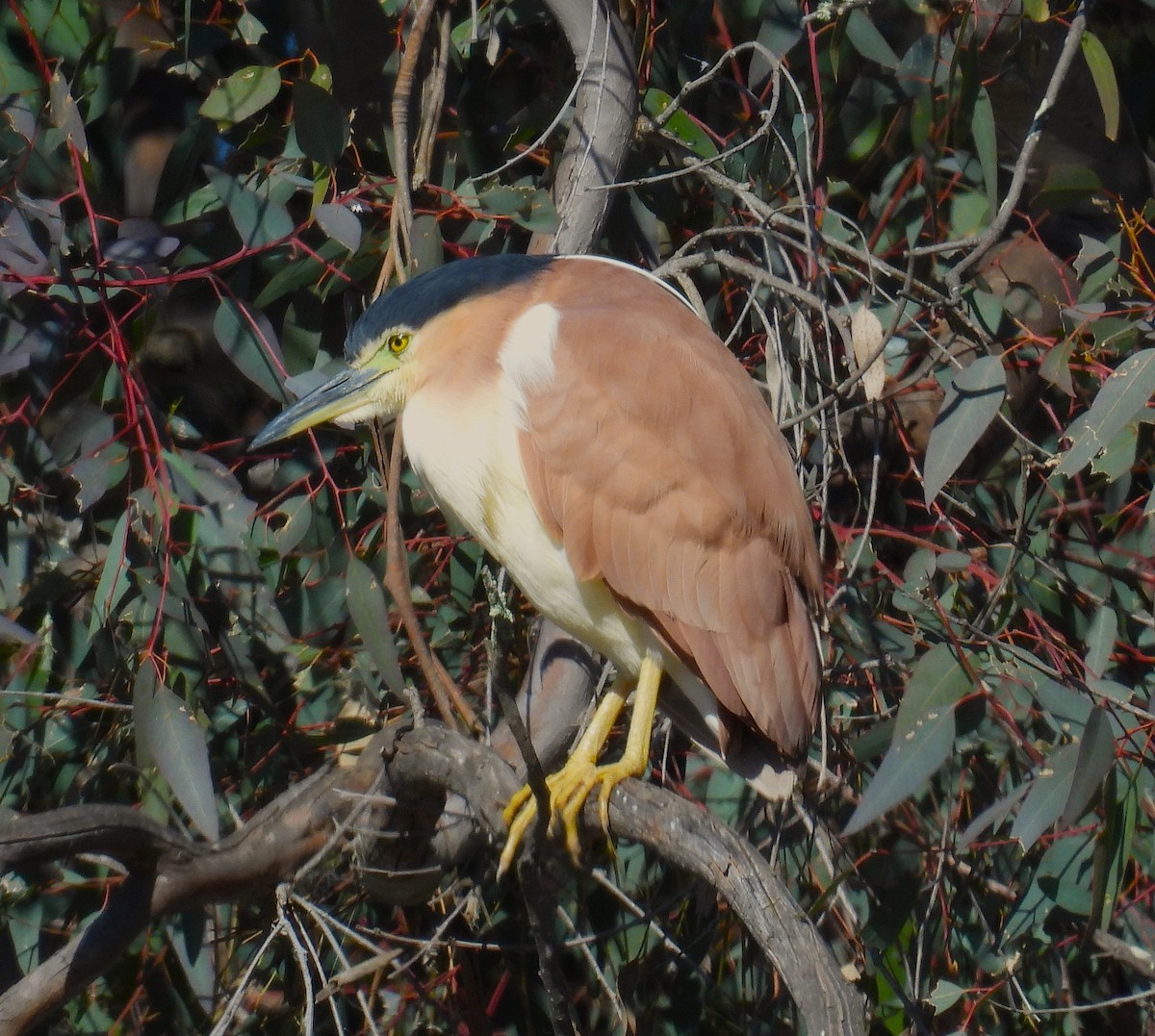 Nankeen Night Heron - ML622183139