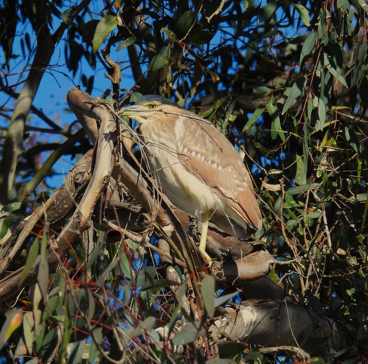 Nankeen Night Heron - ML622183140