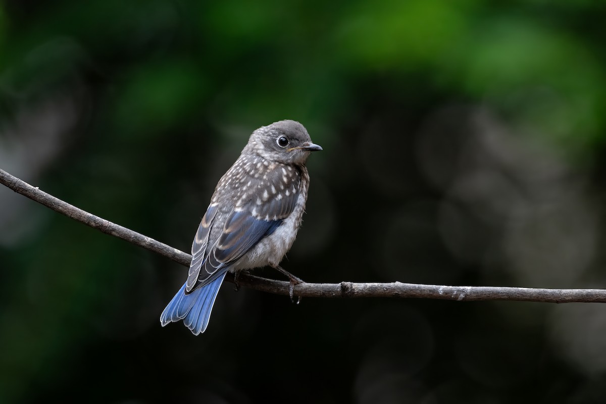 Eastern Bluebird - ML622183142