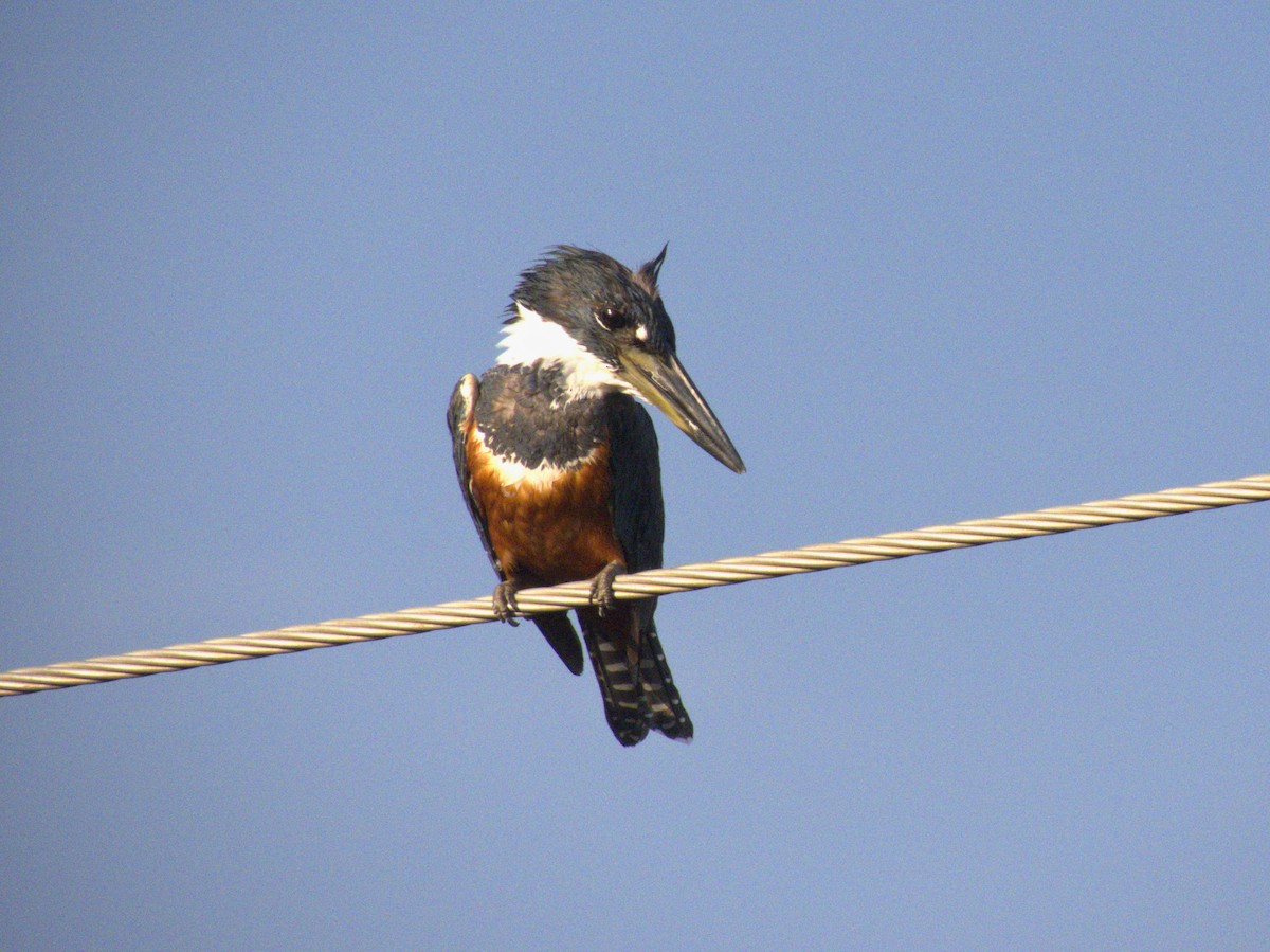 Ringed Kingfisher - Jeovany Tut Rodriguez