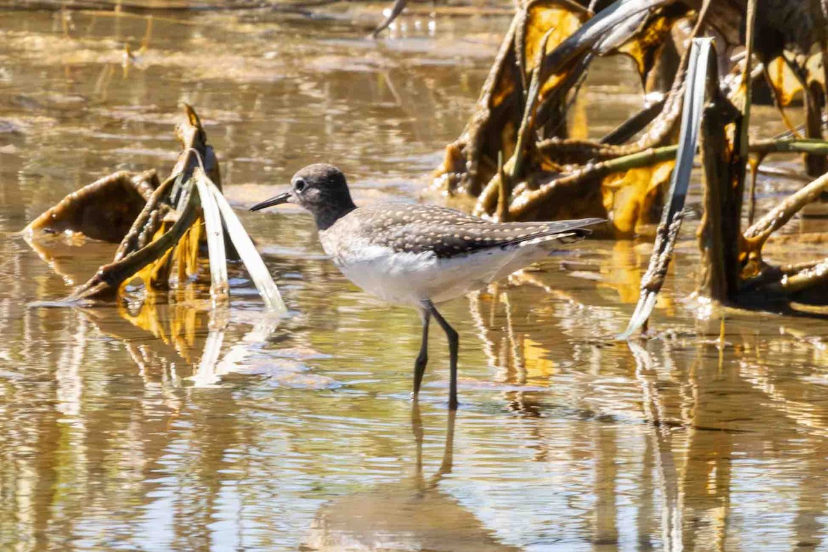 Solitary Sandpiper - ML622183145