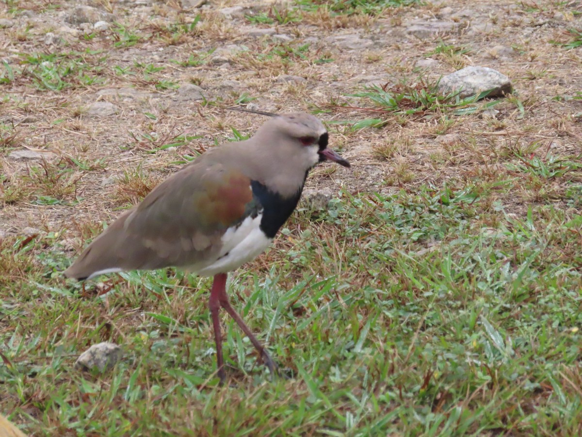 Southern Lapwing - ML622183146