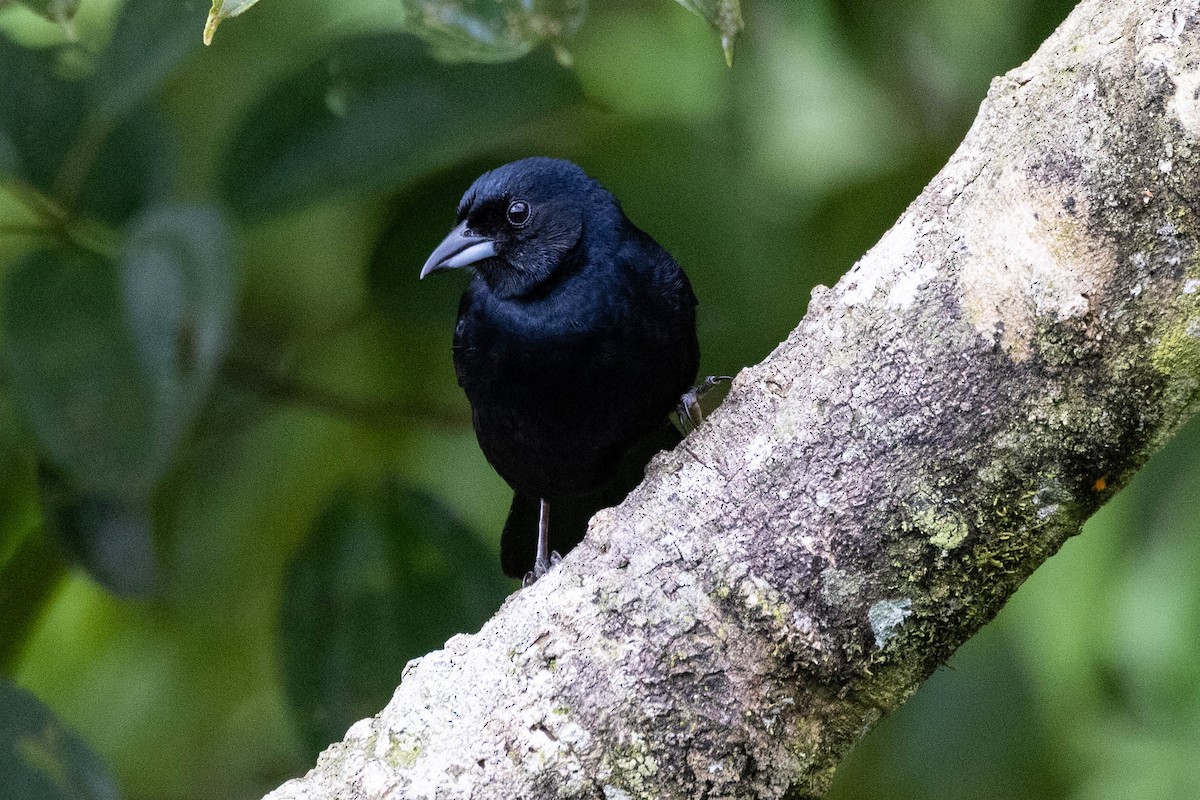 White-lined Tanager - ML622183149