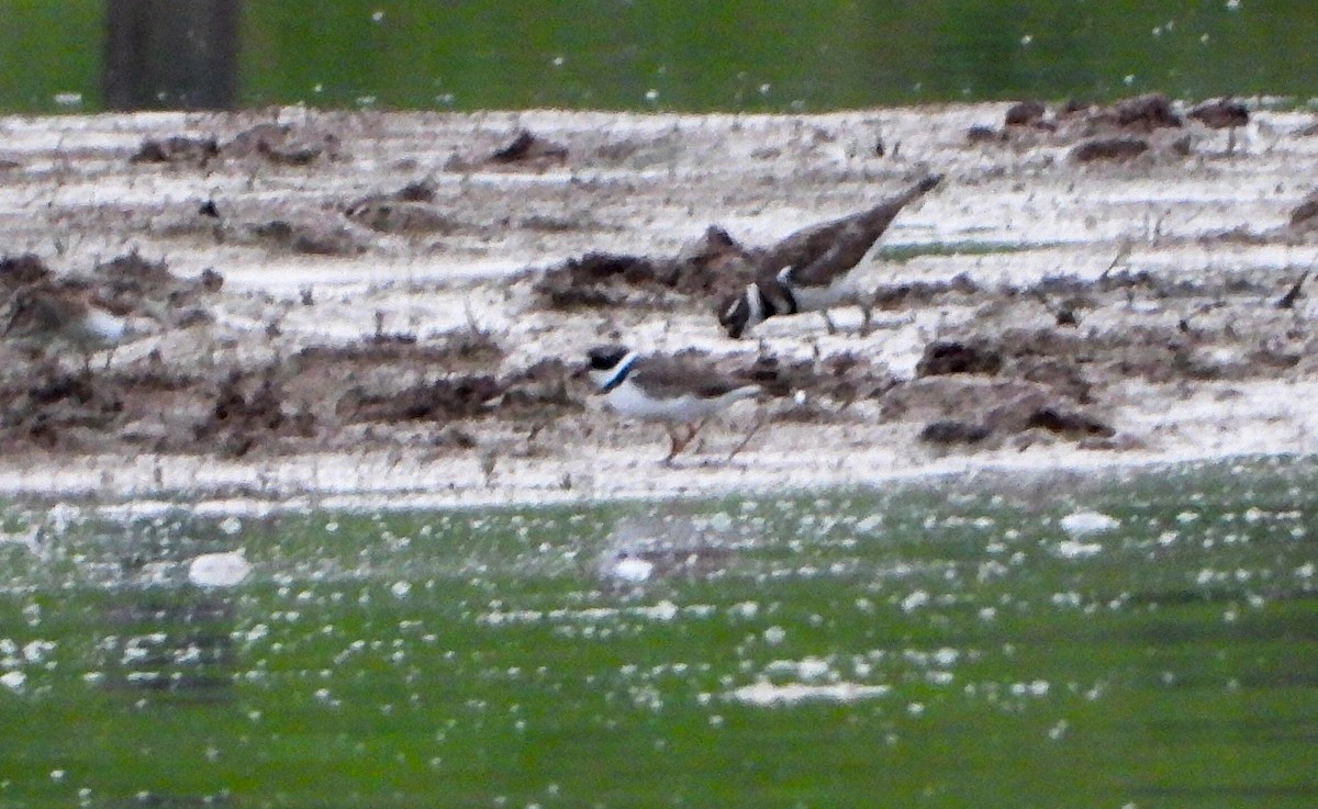 Semipalmated Plover - ML622183152