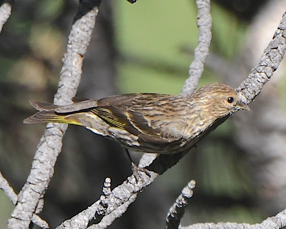 Pine Siskin - ML622183155