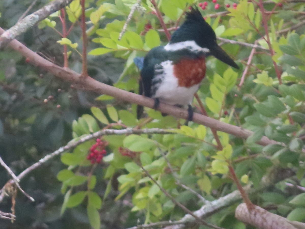 Amazon Kingfisher - ML622183156