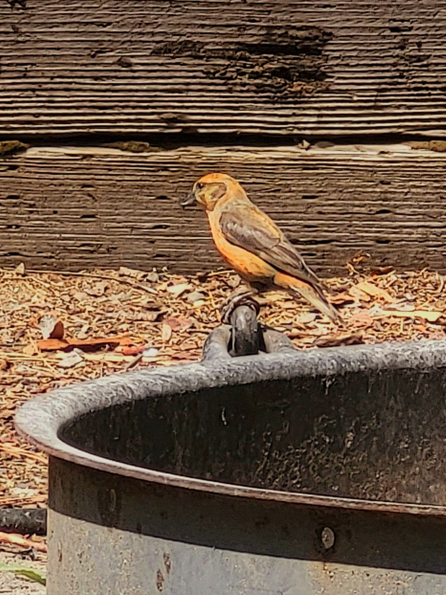 Red Crossbill - ML622183157