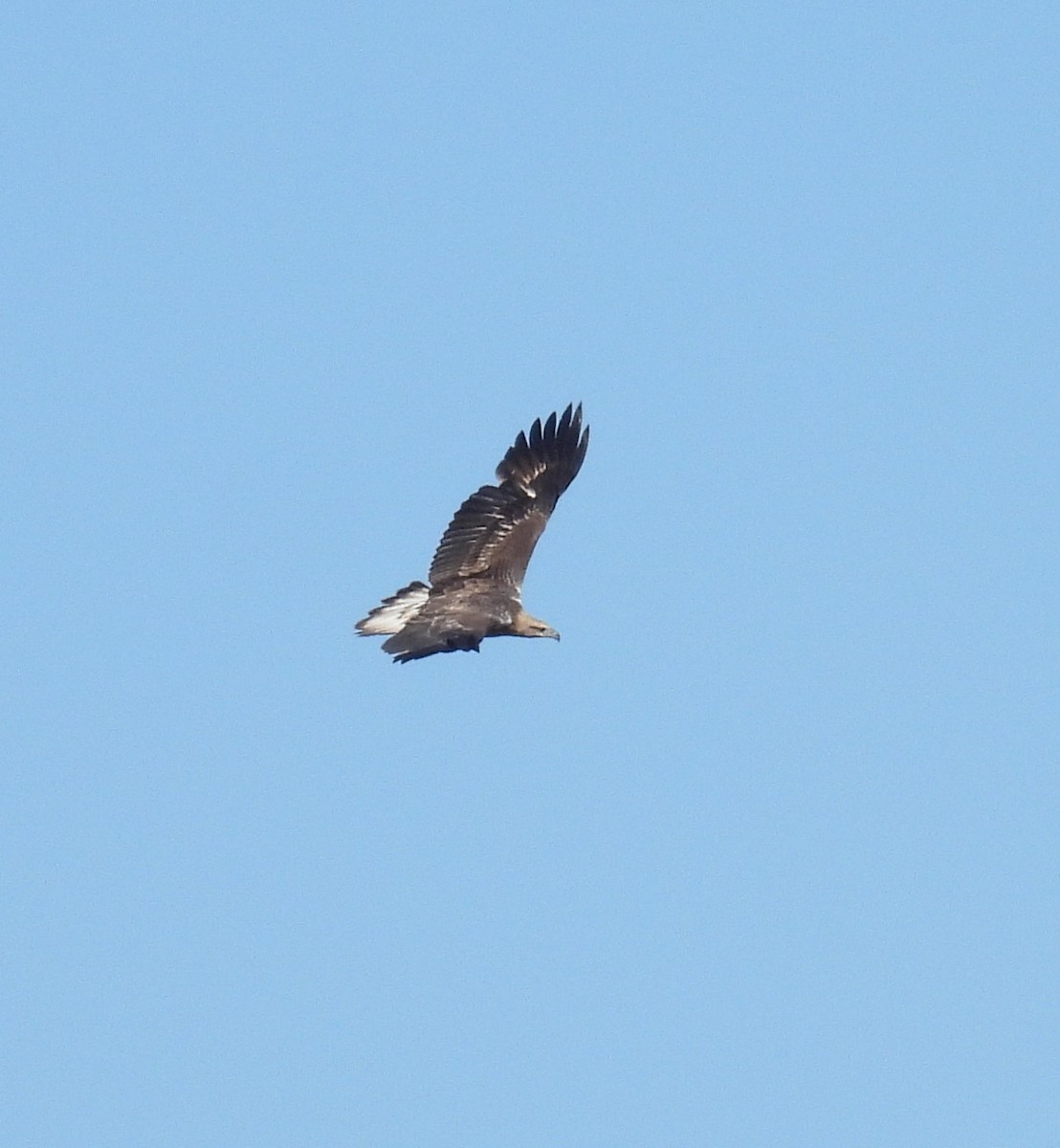 White-bellied Sea-Eagle - ML622183158