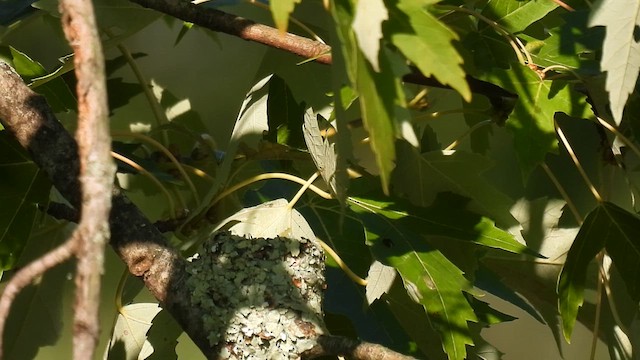 Ruby-throated Hummingbird - ML622183226