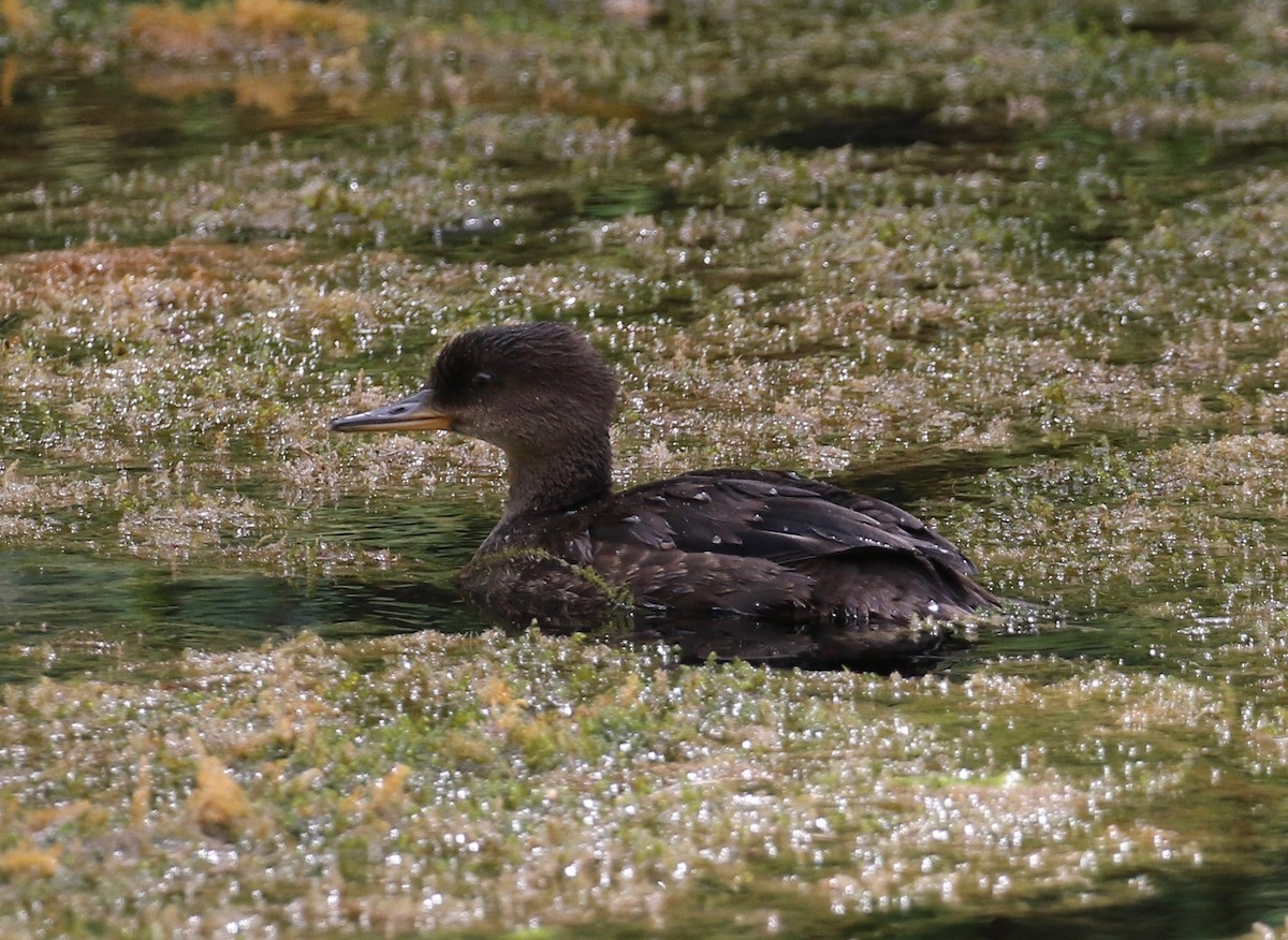 Hooded Merganser - ML622183227