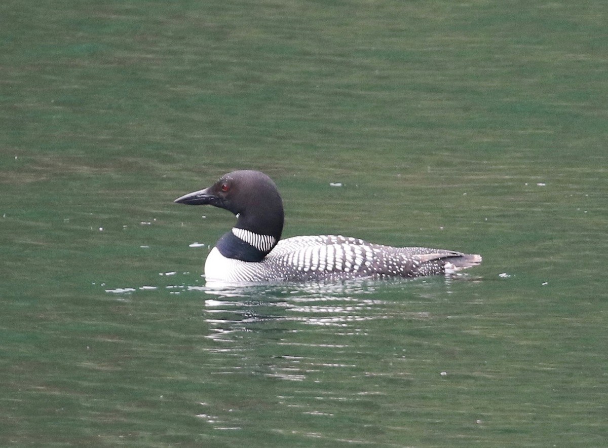 Common Loon - Dan Waggoner