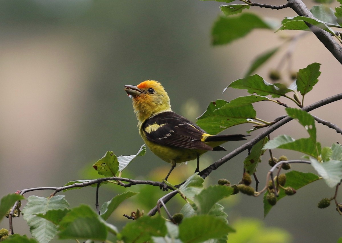 Western Tanager - ML622183272