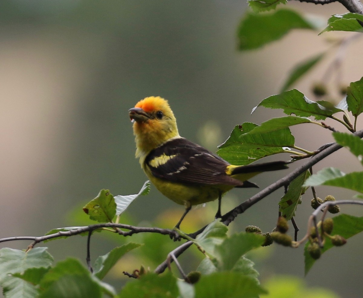 Western Tanager - ML622183276