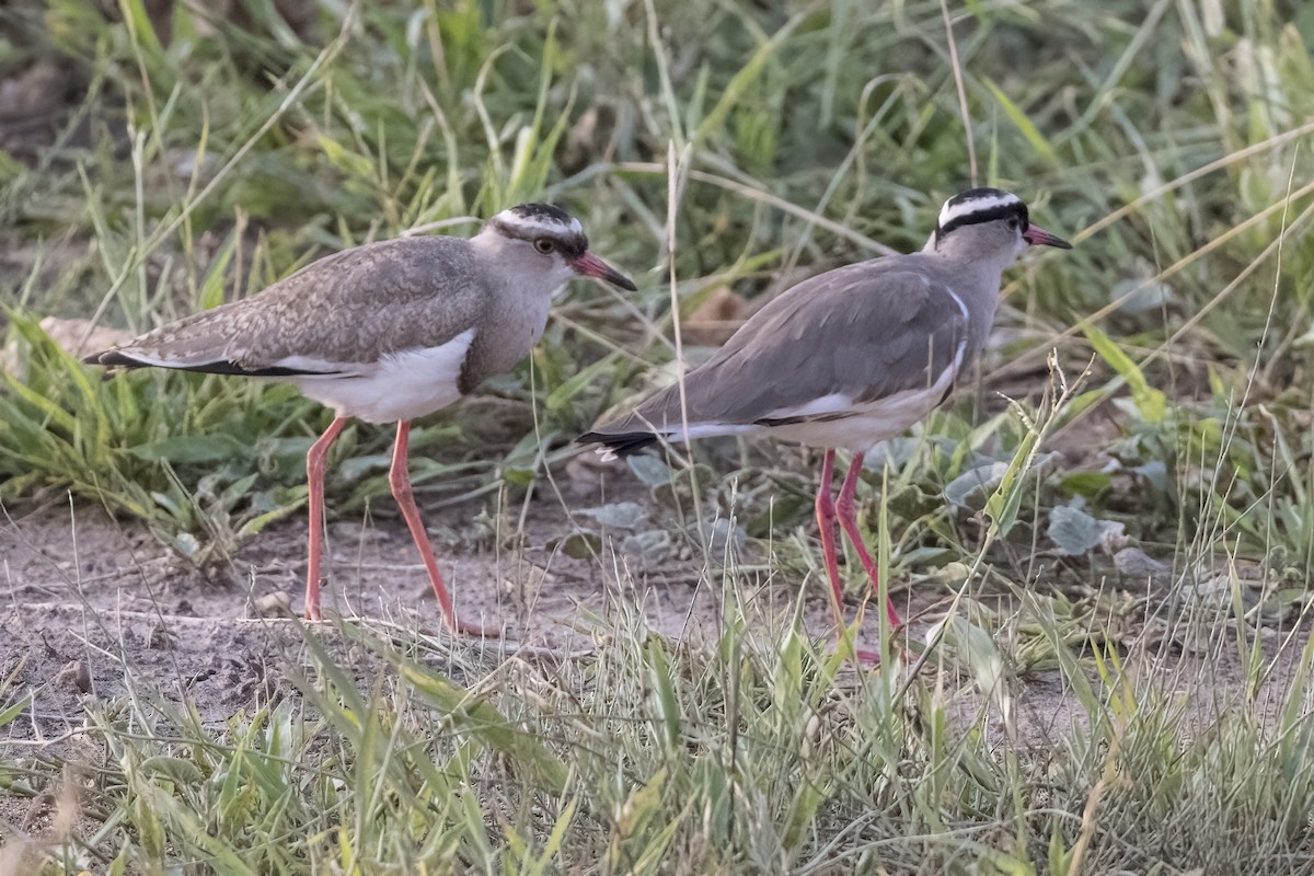 Crowned Lapwing - ML622183307