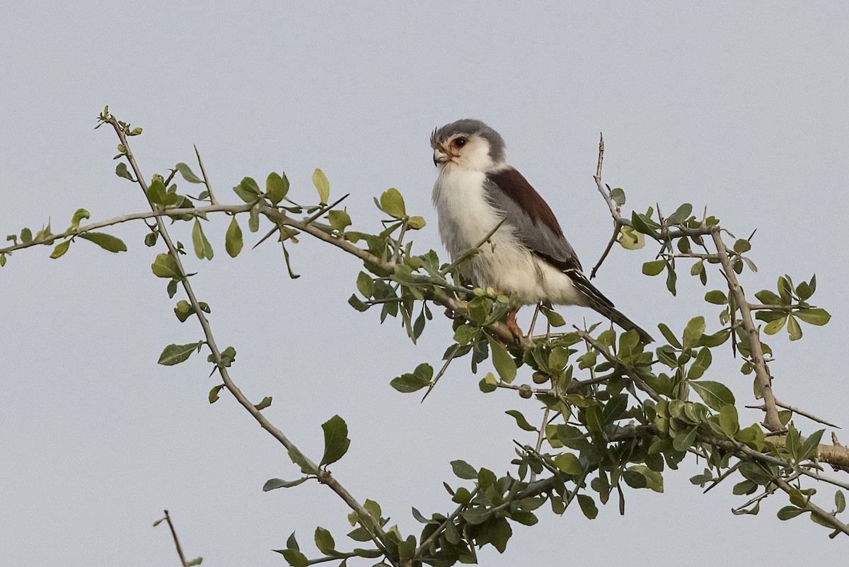 sokolík africký - ML622183320