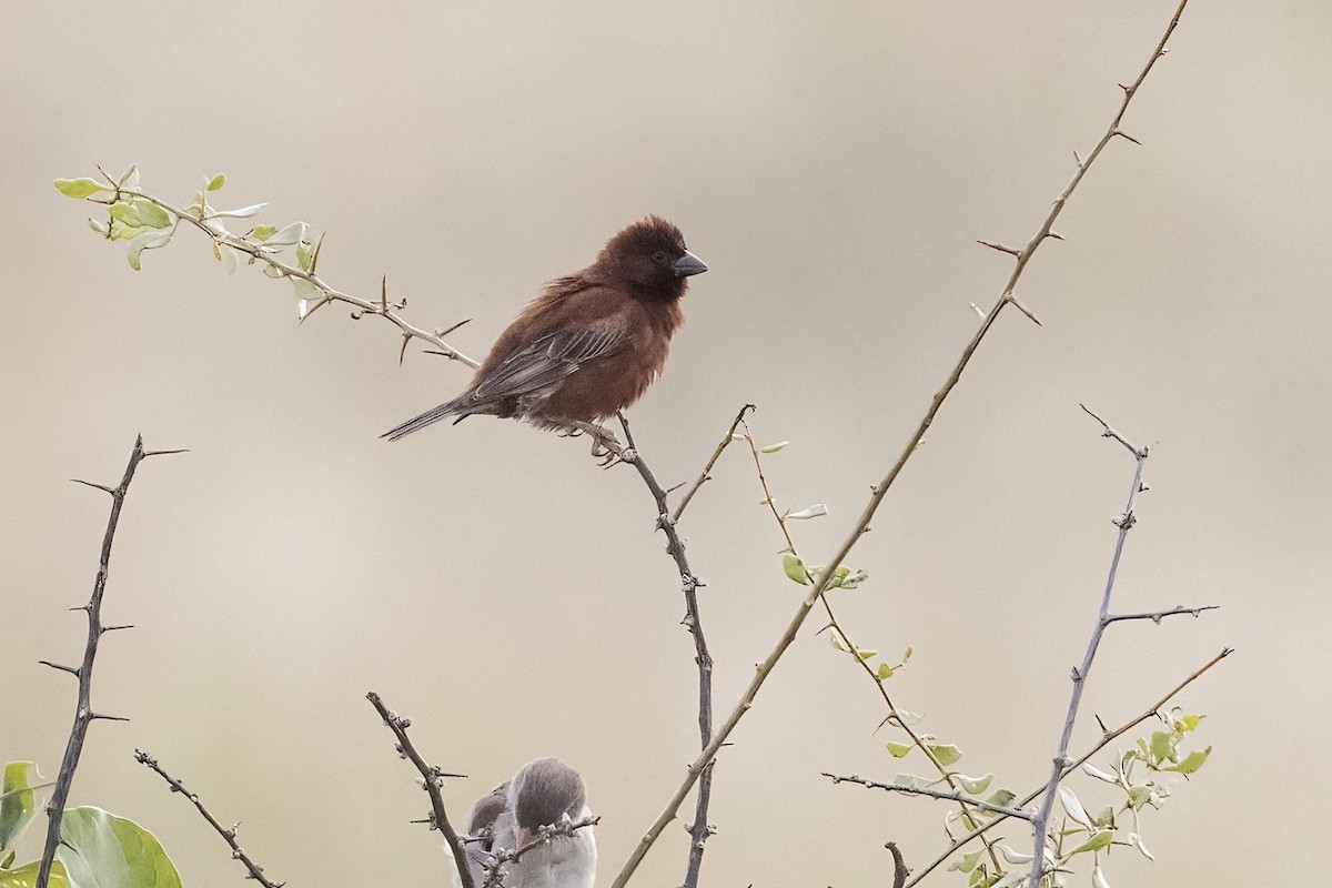 Chestnut Sparrow - ML622183325