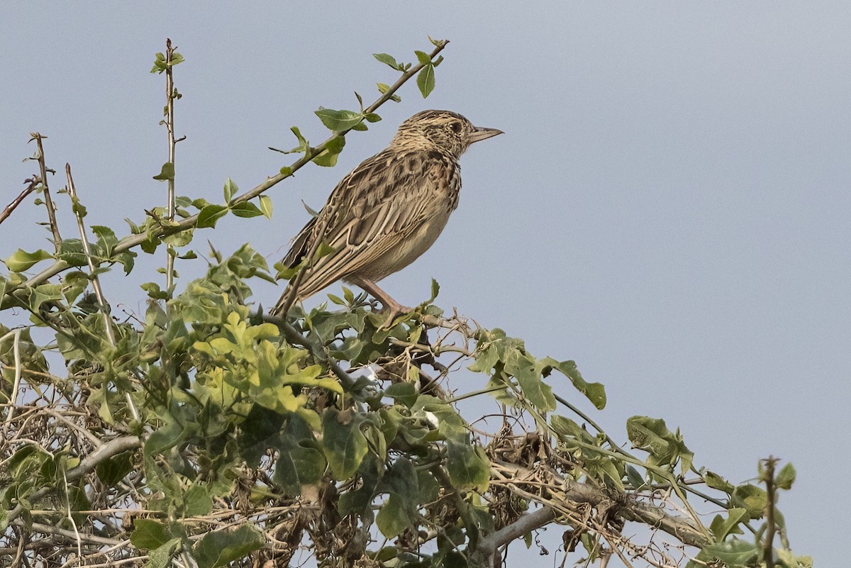 Red-winged Lark - ML622183328