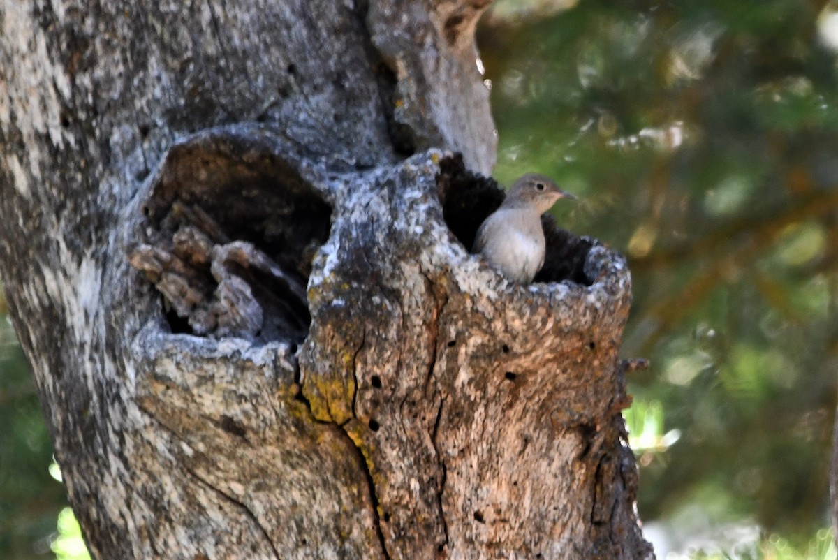 House Wren - ML622183329