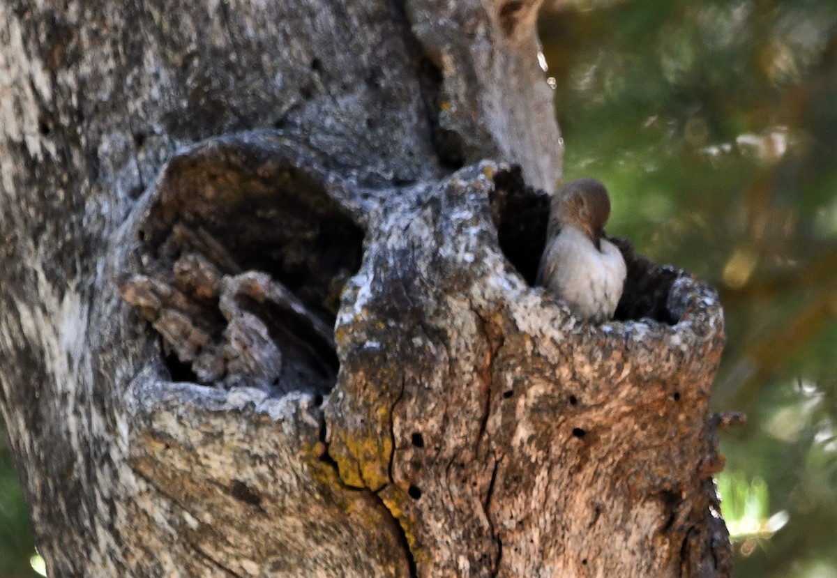 House Wren - ML622183330