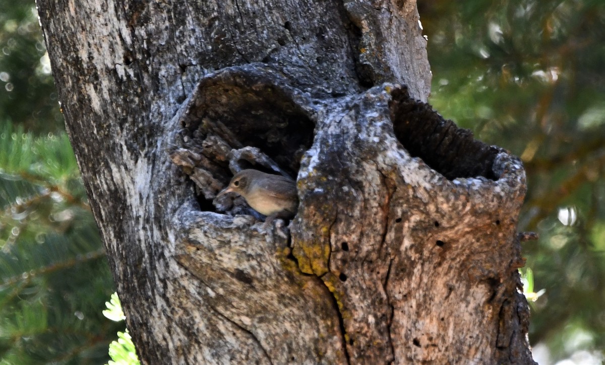 House Wren - Lael Rudisill