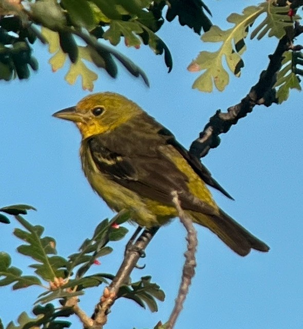 Western Tanager - ML622183336