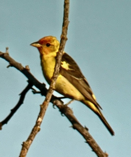 Western Tanager - ML622183337