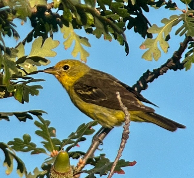 Western Tanager - Jeri Langham