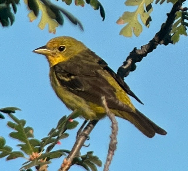 Western Tanager - Jeri Langham