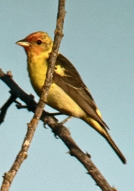 Western Tanager - ML622183340